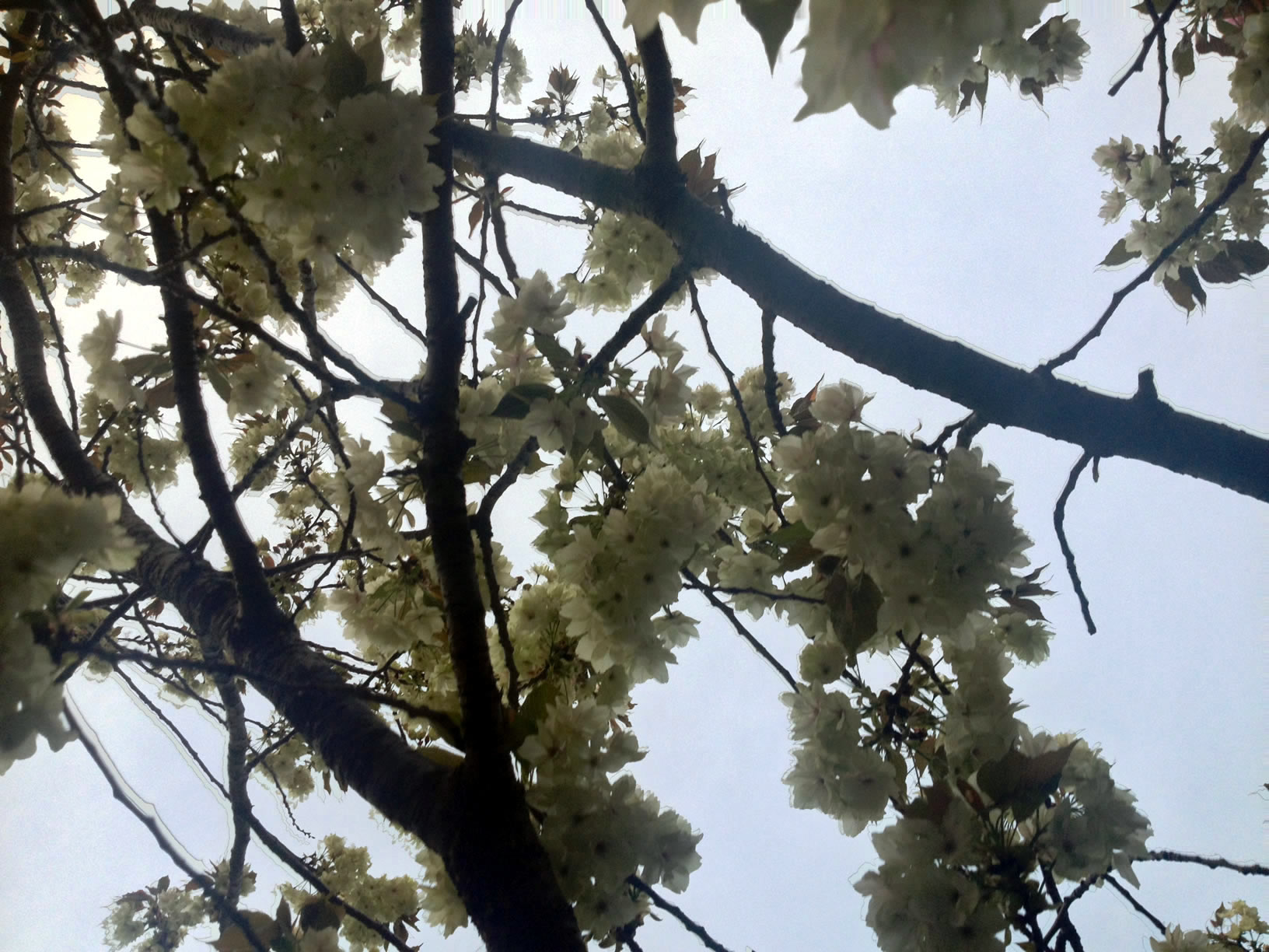 2014年の造幣局桜の通り抜け14 2014年の造幣局桜の通り抜け14